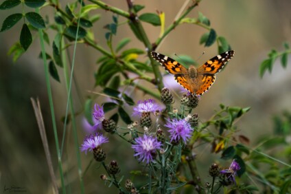 a7V_26_09783_NAL Distelfalter (Vanessa cardui)