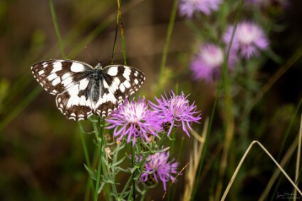 a7V_26_09794_NAL Schachbrettfalter (Melanargia galathea)