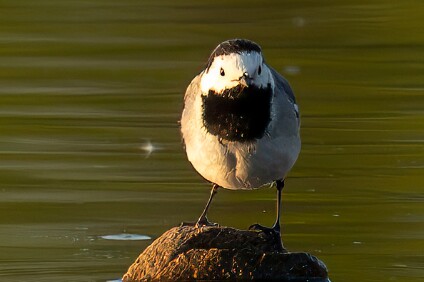 a7IV_25_4406- Bachstelze (Motacilla alba)