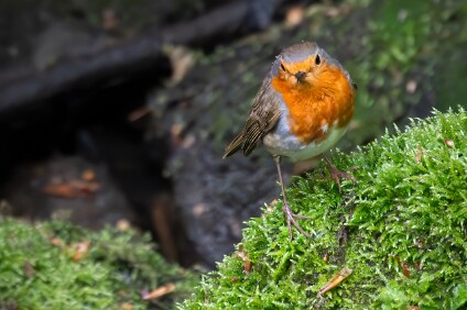 a7IV_25_4630-_NAL Rotkehlchen