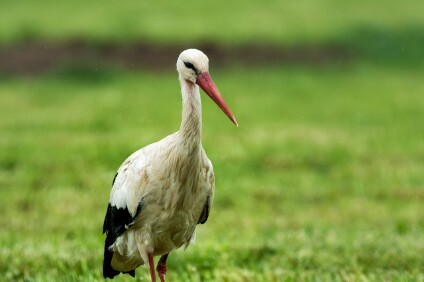 a7IV_25_5147-_NAL Weißstorch