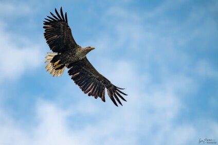 Seeadler Seeadler (Haliaeetus albicilla)