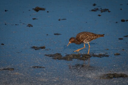a7IV_26_0254_NAL Kampfläufer (Calidris pugnax)