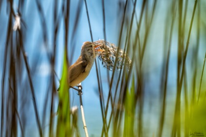 a7IV_26_0820_NAL Drosselrohrsänger (Acrocephalus arundinaceus)