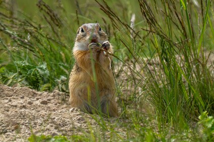a7IV_26_2346_NAL Europäischer Ziesel (Spermophilus citellus)