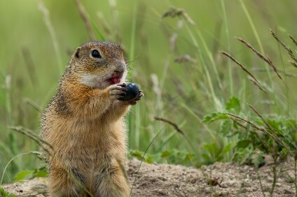 a7IV_26_2738_NAL Europäischer Ziesel (Spermophilus citellus)