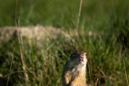 a7IV_26_9208_NAL Europäischen Ziesel (Spermophilus citellus)