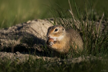 a7IV_26_9405_NAL Europäischen Ziesel (Spermophilus citellus)
