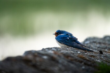 a7IV_26_9748_NAL Rauchschwalbe (Hirundo rustica)