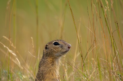 a7V_26_00810_NAL Europäischen Ziesel (Spermophilus citellus)
