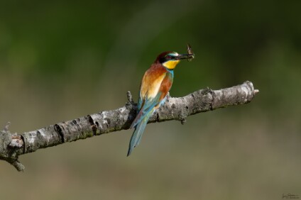 a7V_26_05622_NAL Bienenfresser (Merops apiaster)