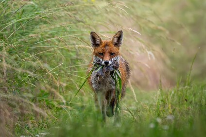 a7V_26_06256_NAL Rotfuchs (Vulpes vulpes)