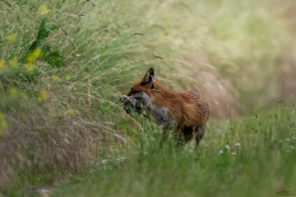 a7V_26_06280_NAL Rotfuchs (Vulpes vulpes) mit Beute
