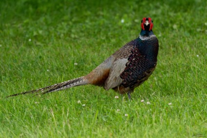 a7V_26_06463_NAL Jagdfasan (Phasianus colchicus)