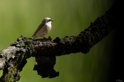 a7V_26_06543_NAL Neuntöter (Lanius collurio) (Männchen)
