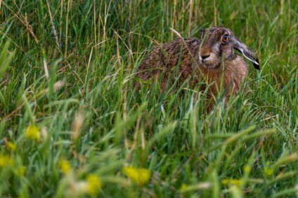 a7V_26_06722_NAL Feldhase (Lepus europaeus)