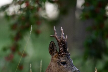 a7V_26_06799_NAL Rehbock (Capreolus capreolus)