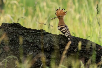 a7V_26_07016_NAL Wiedehopf (Upupa epops)