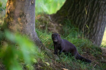 a7V_26_07787_NAL Mink, Amerikanischen Nerz (Neovison vison)