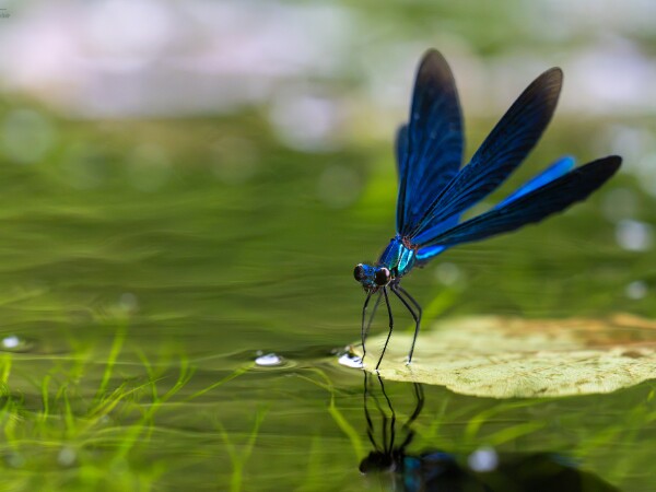 Insekten