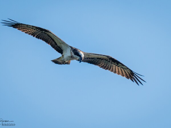 Vögel